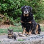 A Dog Owner's Review: BISSELL ProHeat 2X Revolution Carpet Cleaner