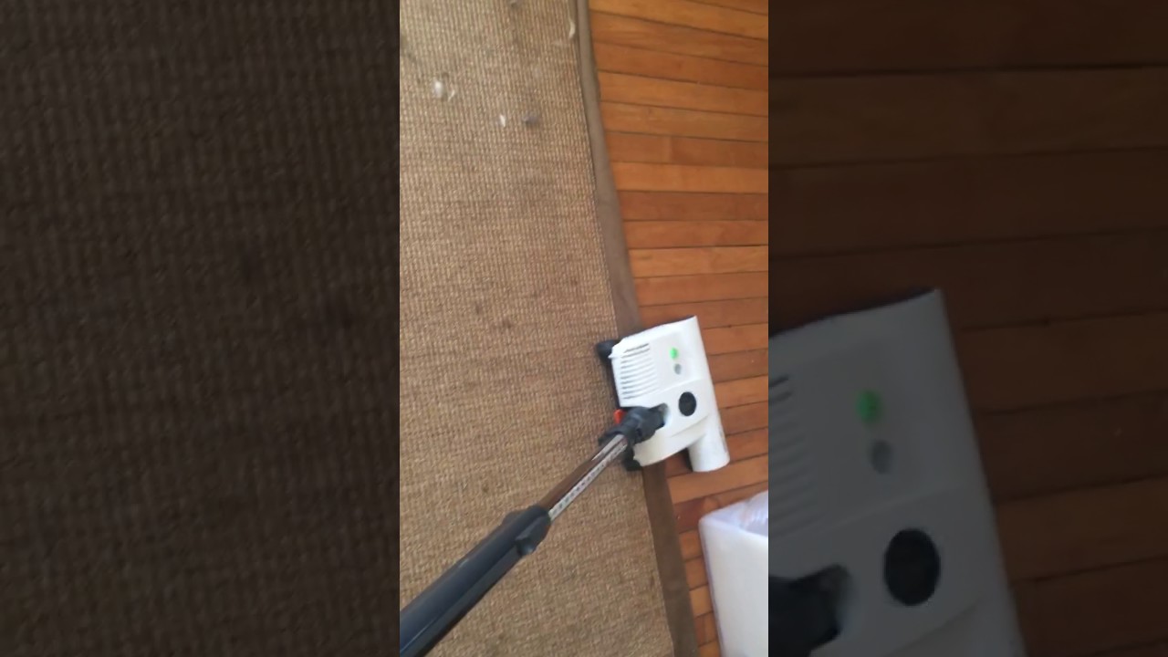 Sebo Airbelt K3 Pet vacuum user review