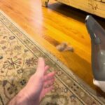 BLACK+DECKER dustbuster Cordless Handheld Vacuum Review