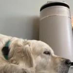Dreame FP10 in test: Fresh air for pet owners