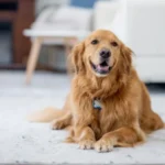 This genius air purifier actually pulls pet hair off my floors — and my home has never looked cleaner - AOL
